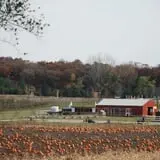 All Seasons Orchard photo