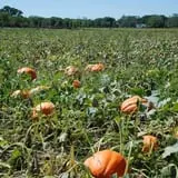 All Seasons Orchard photo