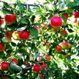 All Seasons Orchard photo