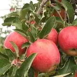 All Seasons Orchard photo