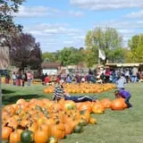 All Seasons Orchard photo