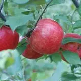 All Seasons Orchard photo