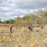 All Seasons Orchard photo