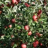 All Seasons Orchard photo