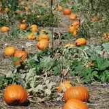All Seasons Orchard photo