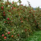 All Seasons Orchard photo