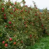 All Seasons Orchard photo