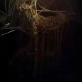Bushnell Haunted House photo