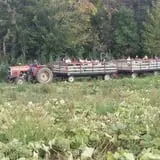 Rose's Berry Farm Pumpkin Patch & Hayride photo