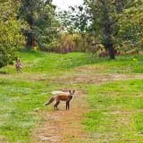 Rose's Berry Farm Pumpkin Patch & Hayride photo
