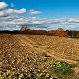 Rose's Berry Farm Pumpkin Patch & Hayride photo