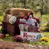 Rose's Berry Farm Pumpkin Patch & Hayride photo
