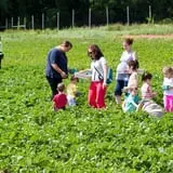 Rose's Berry Farm Pumpkin Patch & Hayride photo