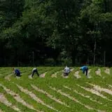 Rose's Berry Farm Pumpkin Patch & Hayride photo