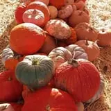 Rose's Berry Farm Pumpkin Patch & Hayride photo