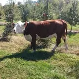 Rose's Berry Farm Pumpkin Patch & Hayride photo