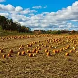Rose's Berry Farm Pumpkin Patch & Hayride photo