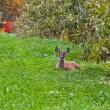 Rose's Berry Farm Pumpkin Patch & Hayride photo