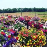 Rose's Berry Farm Pumpkin Patch & Hayride photo