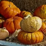 Rose's Berry Farm Pumpkin Patch & Hayride photo
