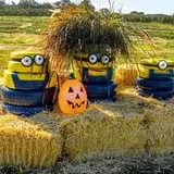 Rose's Berry Farm Pumpkin Patch & Hayride photo