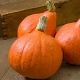 Rose's Berry Farm Pumpkin Patch & Hayride photo