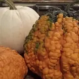Terror in the Corn at Swank Farms photo
