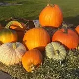 Terror in the Corn at Swank Farms photo