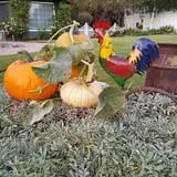 Terror in the Corn at Swank Farms photo
