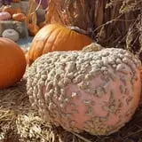 Terror in the Corn at Swank Farms photo