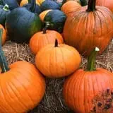 Nielsen Kids U-Pick Pumpkin & Sweetcorn Patch photo
