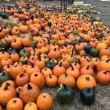 Nielsen Kids U-Pick Pumpkin & Sweetcorn Patch photo