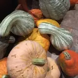 Nielsen Kids U-Pick Pumpkin & Sweetcorn Patch photo