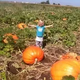 Nielsen Kids U-Pick Pumpkin & Sweetcorn Patch photo