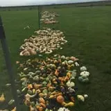 Nielsen Kids U-Pick Pumpkin & Sweetcorn Patch photo