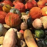 Nielsen Kids U-Pick Pumpkin & Sweetcorn Patch photo
