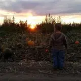 Nielsen Kids U-Pick Pumpkin & Sweetcorn Patch photo