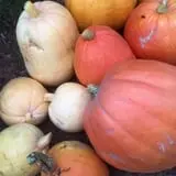 Nielsen Kids U-Pick Pumpkin & Sweetcorn Patch photo