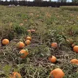 Nielsen Kids U-Pick Pumpkin & Sweetcorn Patch photo