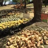 Nielsen Kids U-Pick Pumpkin & Sweetcorn Patch photo