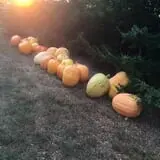 Nielsen Kids U-Pick Pumpkin & Sweetcorn Patch photo