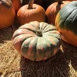 Nielsen Kids U-Pick Pumpkin & Sweetcorn Patch photo