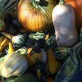 Nielsen Kids U-Pick Pumpkin & Sweetcorn Patch photo