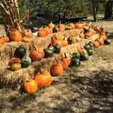 Nielsen Kids U-Pick Pumpkin & Sweetcorn Patch photo