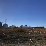 Nielsen Kids U-Pick Pumpkin & Sweetcorn Patch photo
