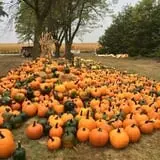 Nielsen Kids U-Pick Pumpkin & Sweetcorn Patch photo