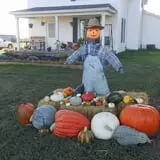 Nielsen Kids U-Pick Pumpkin & Sweetcorn Patch photo