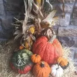 Nielsen Kids U-Pick Pumpkin & Sweetcorn Patch photo