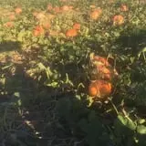 Nielsen Kids U-Pick Pumpkin & Sweetcorn Patch photo