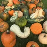 Nielsen Kids U-Pick Pumpkin & Sweetcorn Patch photo